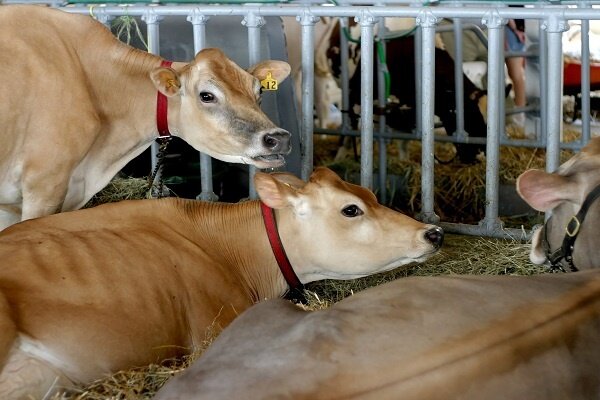 Worcester County Fair September 13 @ 11:00 am - 7:00 pm Worcester County Fair