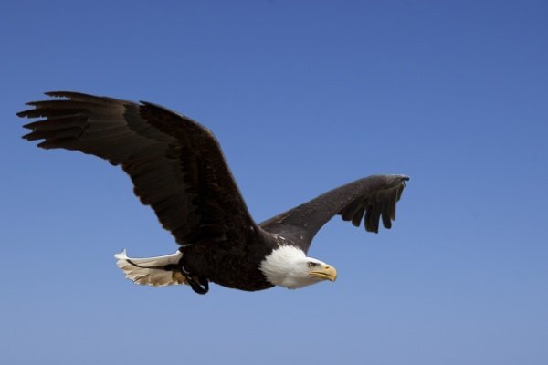 Delmarva Birding Winter Weekend January 24 @ 12:00 am - 11:59 pm Delmarva Birding Winter Weekend